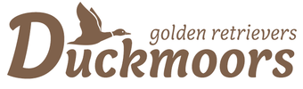 Duckmoors Golden retrievers